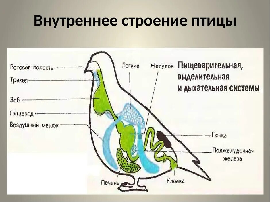 Внутреннее строение птиц 8 класс биология. Класс птицы внутреннее строение голубя. Система органов птиц схема. Строение птицы 7 класс биология. Таблица внешнее строение птиц форма тела