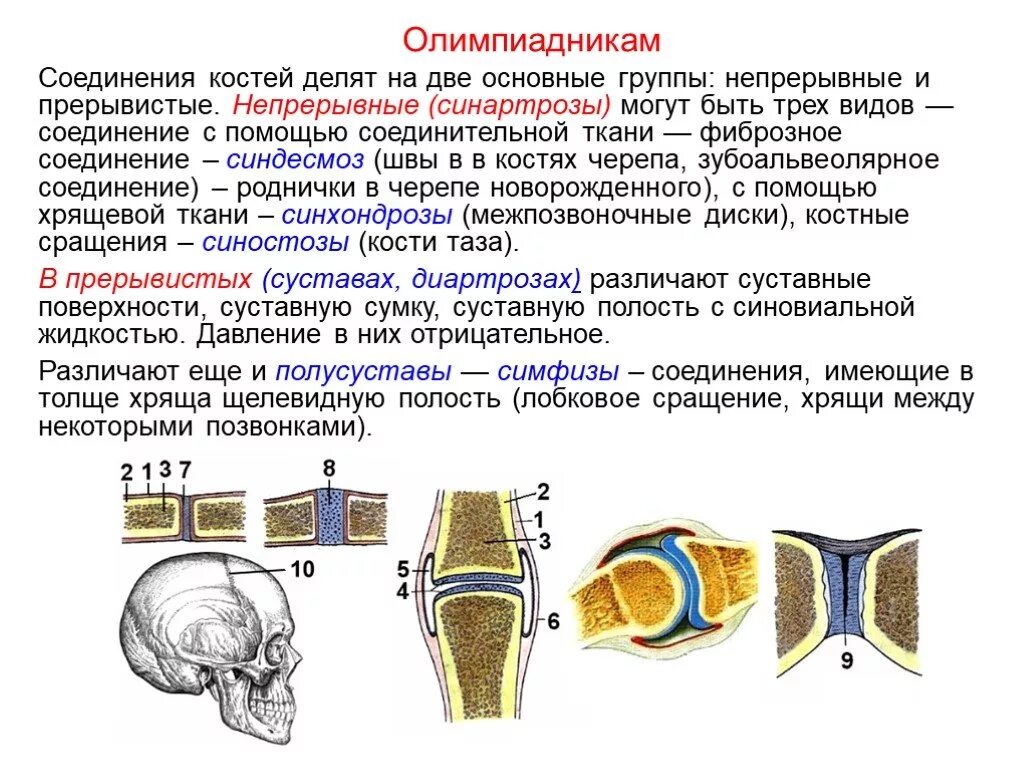 Виды соединений костей непрерывные соединения. Строение подвижного соединения костей. Соединение костей синдесмозы. Соединения костей скелета классификация суставов.