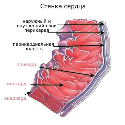 Стенка анатомия. Эндокард миокард эпикард перикард. Эпикард анатомия. Строение стенки сердца анатомия. Миокард анатомия.