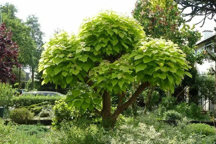Catalpa bignonioides (Катальпа бигнониевидная, Катальпа бигнониевая)