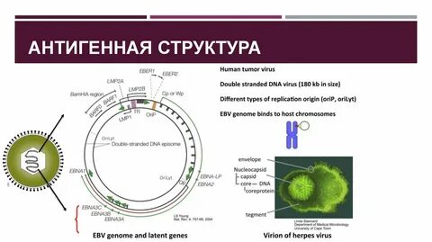 Антиген коронавируса