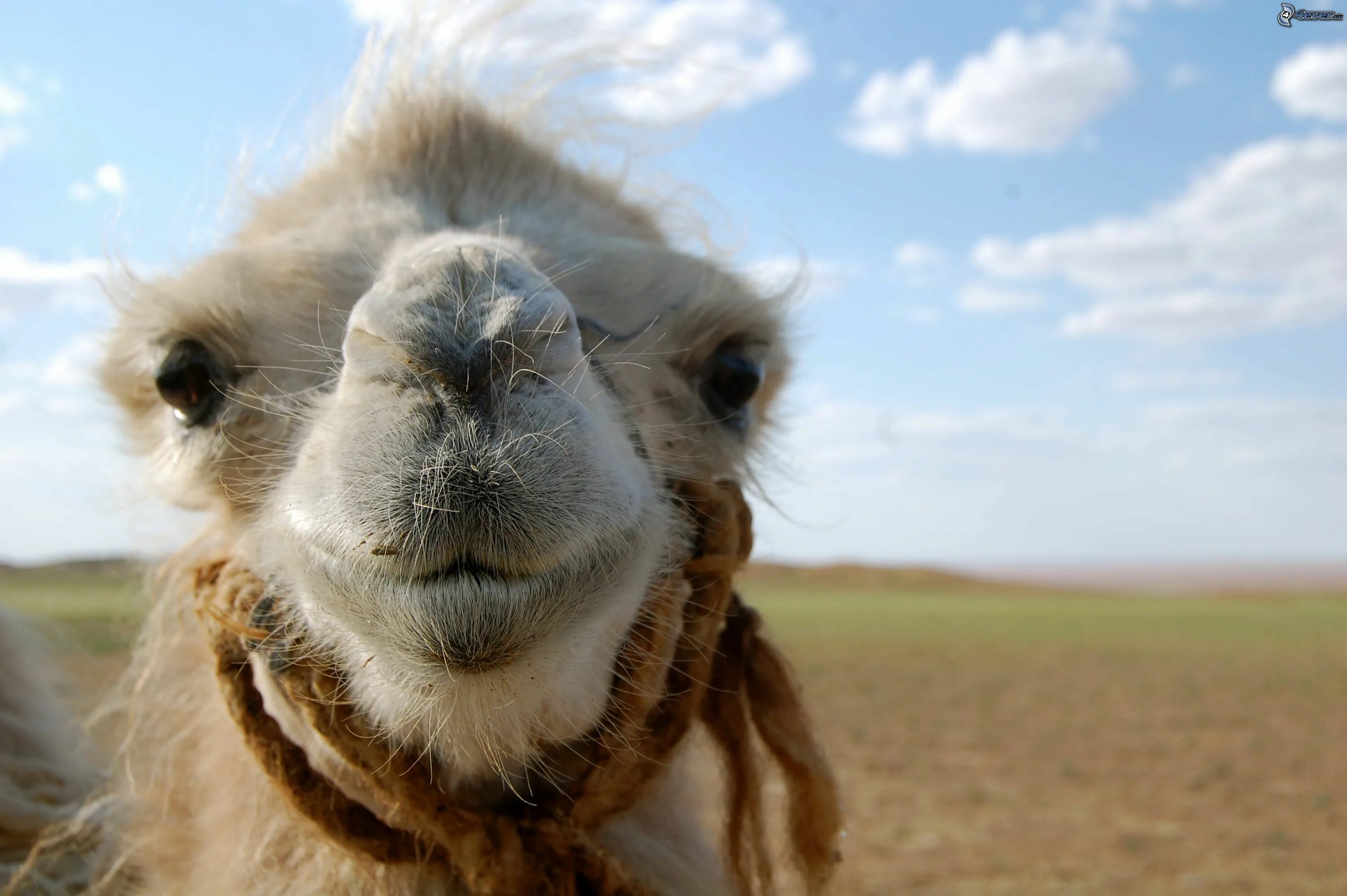 верблюд во сне что означает. горб верблюда для детей. шерсть верблюда. верблюды в бурятии. верблюд во сне.