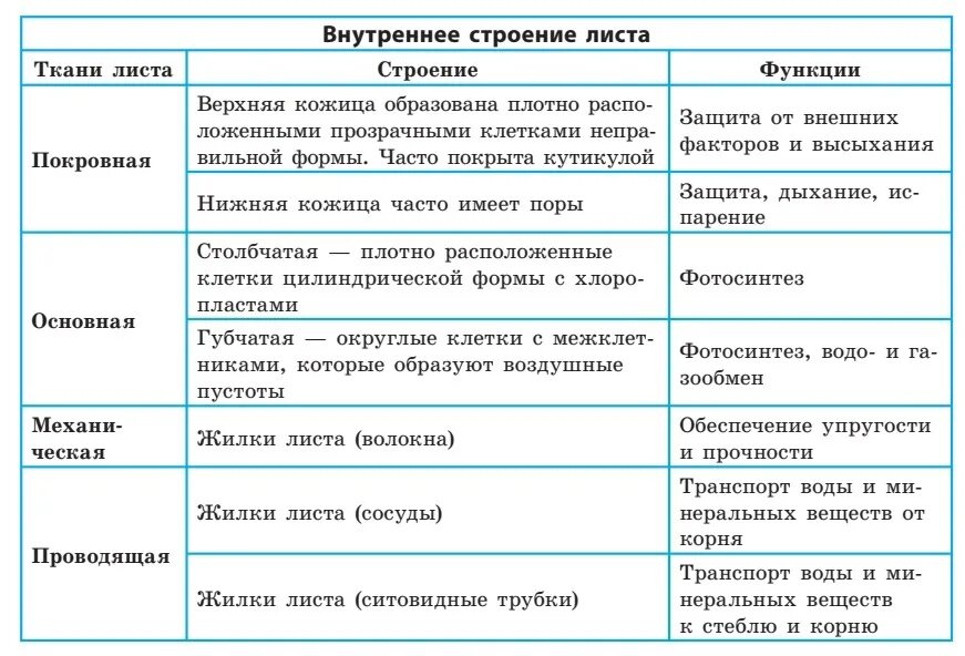 Биология 6 класс функция листьев. Функции тканей листа таблица. Таблица о строении и функциях тканей листа. Строение и функции листа таблица. Ткани листа строение и функции.