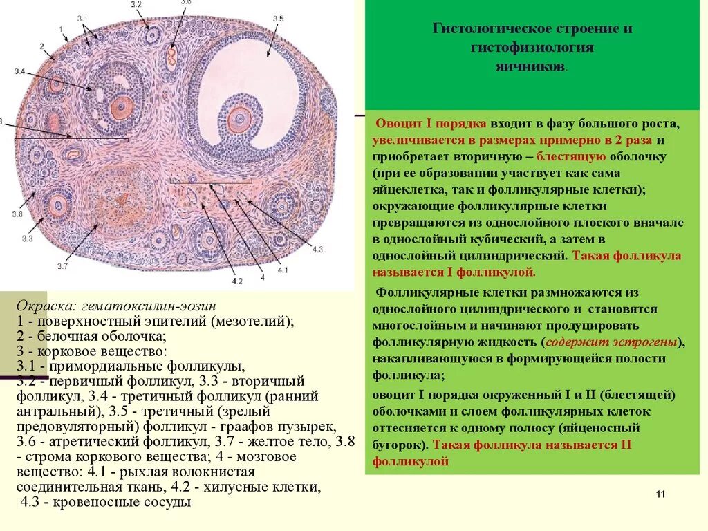 Яичник млекопитающего препарат гистология. Строение яичника гистология. Строение яичника крысы гистология. Срез яичника гистология.