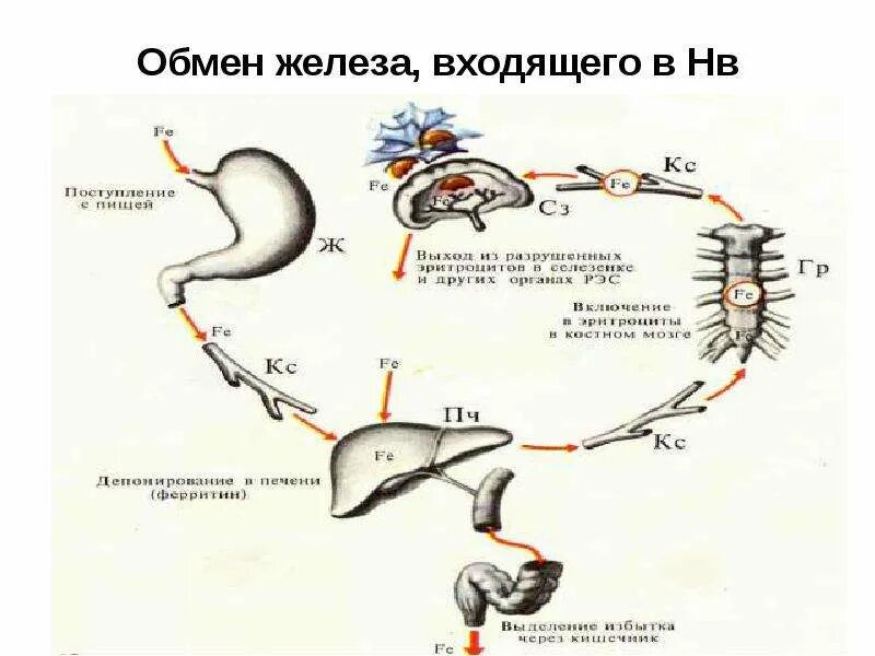 Обмен железа в печени. Обмен железа. Обмен железа схема. Обмен железа в крови. Схема обмена железа в организме.