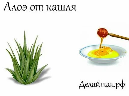 Алоэ от кашля
