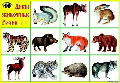Картинки с изображением диких животных для детей