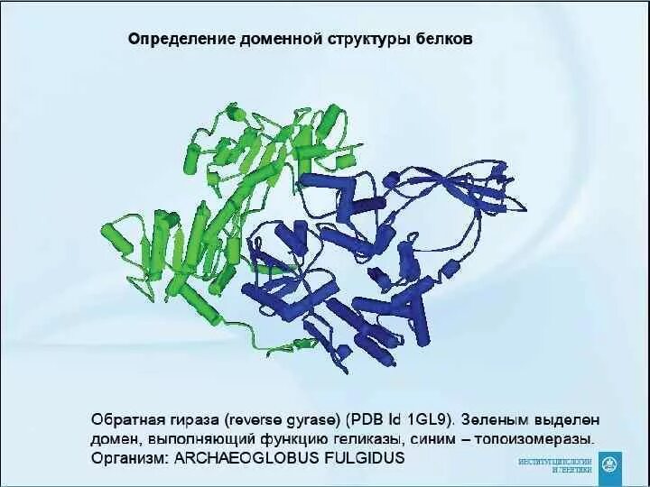 Доменная структура белков. Доменная структура белка. Домены в структуре белка. Роль доменной структуры в функционировании белков. Домен доменные белки