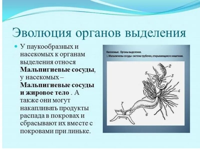 Процесс выделения животных. Органы выделения насекомых и паукообразных. выделительная система насекомых. выделительные органы у насекомых. эволюция органов.