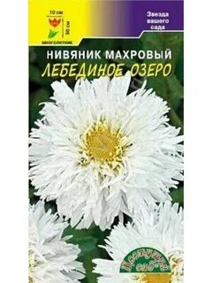 Нивяник фото и описание
