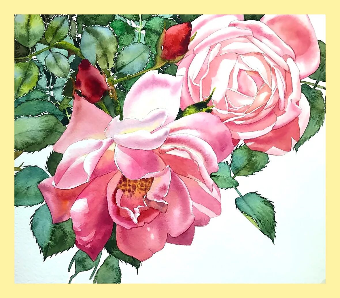 Акварельные розы. Пионы Kitipong Maksin. Цветы цветными карандашами.