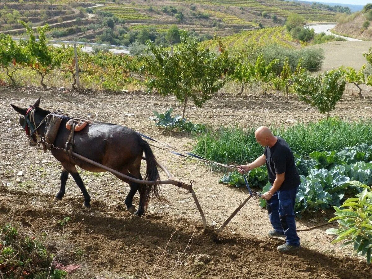 Пашет. Крестьянин пашет землю. Пашет. Пахота на лошади. Лошадь пашет.