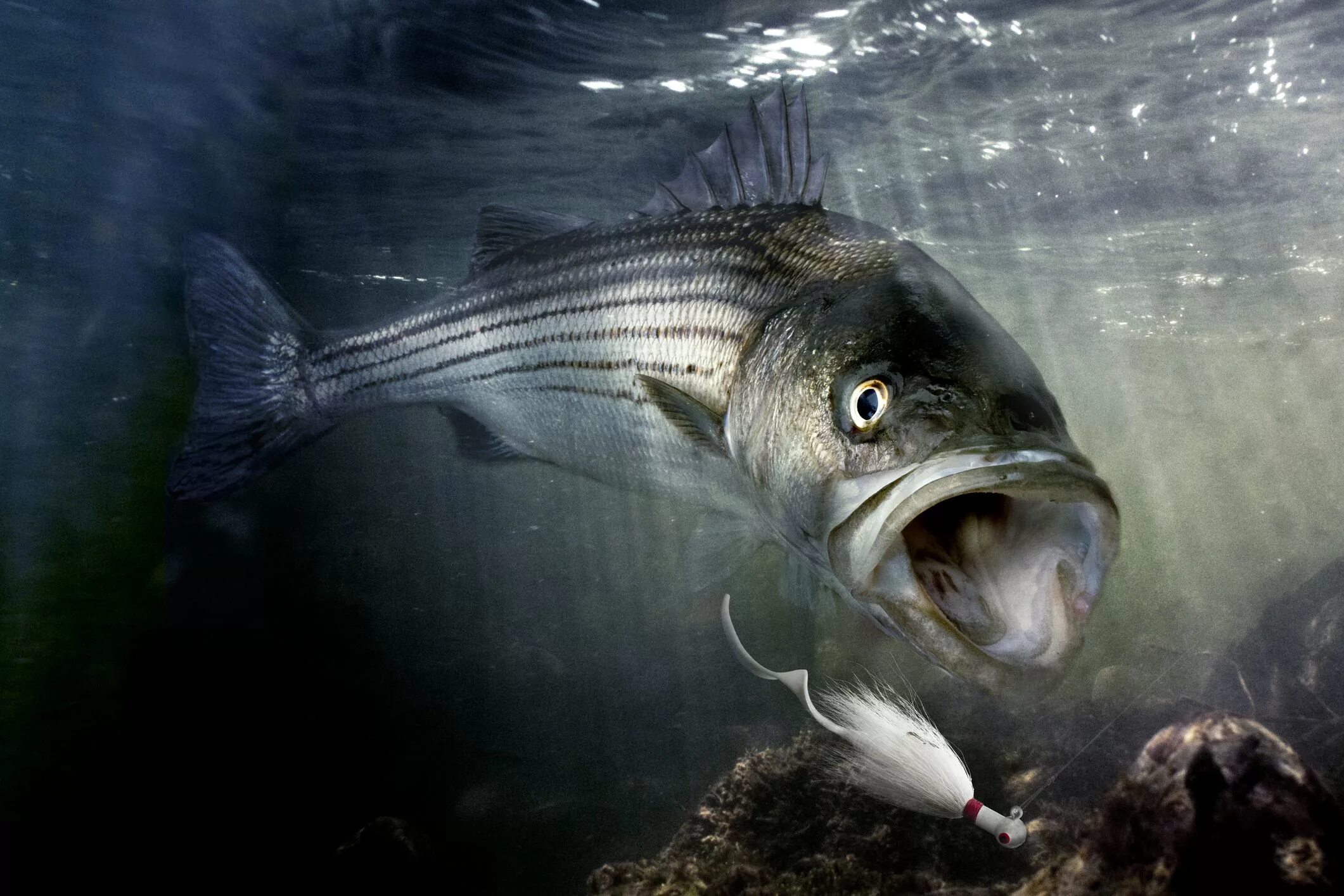 Басс рыба. Рыба басс гигантский. Striped Bass рыба. Шильб полосатый.