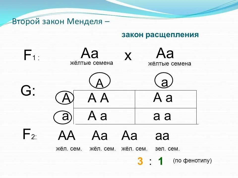 Определите соотношение генотипов у потомков при моногибридном. Первый закон Менделя схема скрещивания. Первый закон Менделя схема. Второй закон Менделя закон Менделя схема. Генетика первый закон Менделя.