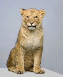 Лев 7 1