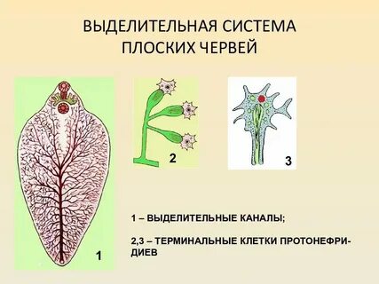 Звездчатая выделительная система