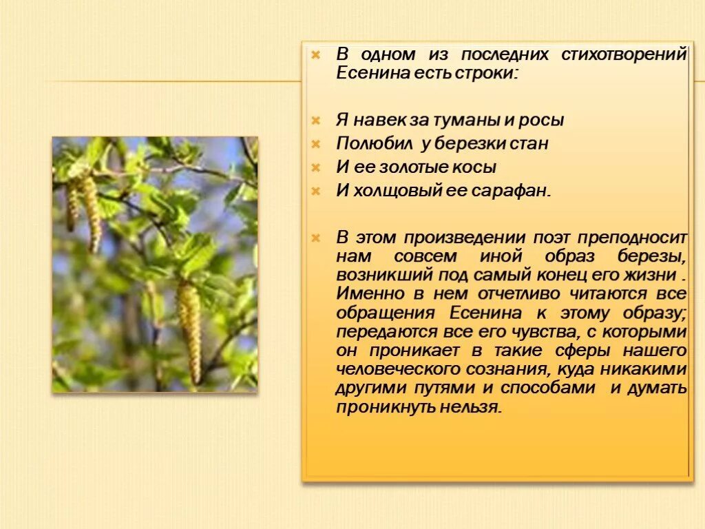 Стих я навек за туманы и росы. Есенин я навек за туманы и росы полюбил у Березки. Стих Есенина я навек за туманы и росы. Я навек за туманы и росы полюбил у Березки стан и ее золотистые косы и. Я навек за туманы и росы полюбил