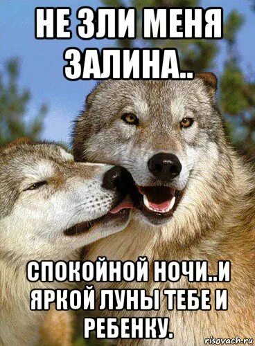 Волк мем. Спокойной ночи мой родной человечек. Спокойной ночи волк. Доброй ночи волк. Обои на телефон красивые анимированные.