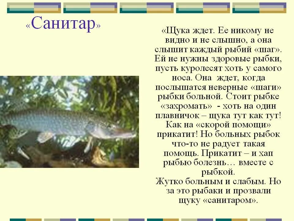 Доклад про щуку. Щука презентация. Сообщение о щуке. Краткий доклад о щуке.