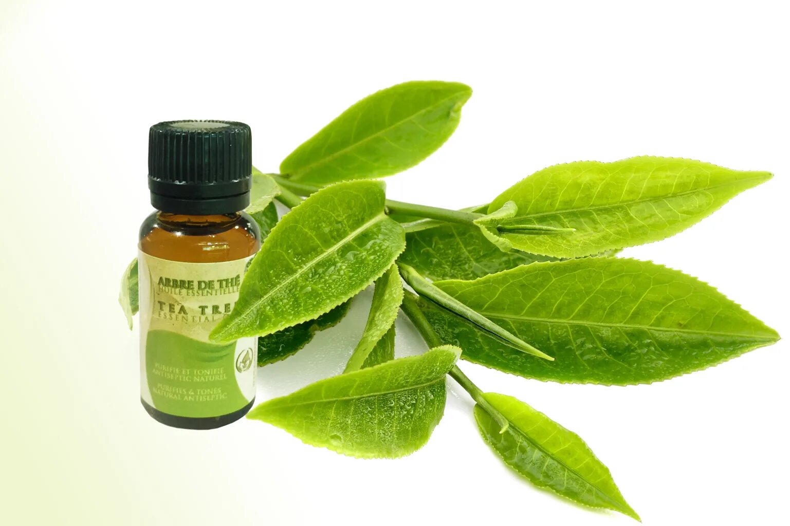 Масло чайного дерева д. Эфирное масло чайного дерева. tea tree с чайным деревом. масла эфирные деревья. чайное дерево на белом фоне.