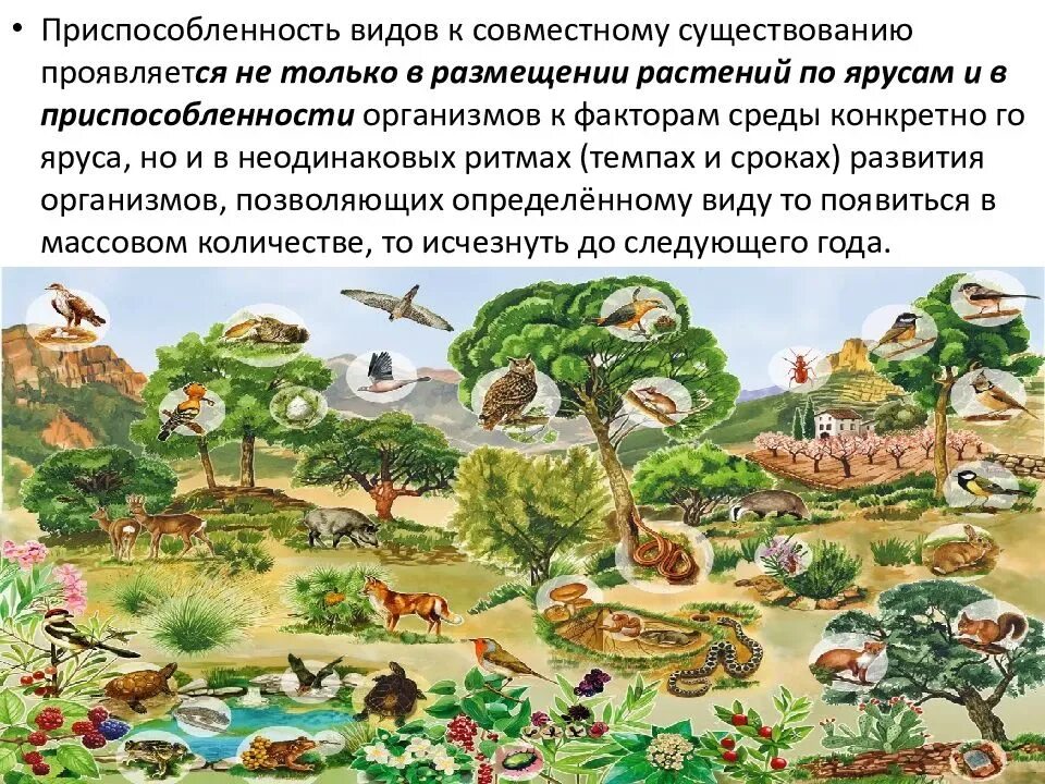 Самое разнообразное по видам природное сообщество земли