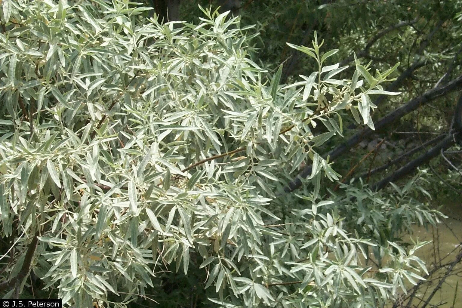 Ива белая серебристая salix alba. Дерево из таумкрафта. Лох серебристый с3. Таумкрафт биомы o`plenty. Эвкалипт гунна домашний.