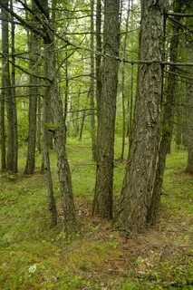 Береговой лиственный лес 6