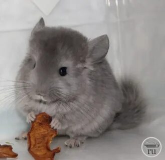 Возраст шиншиллы
