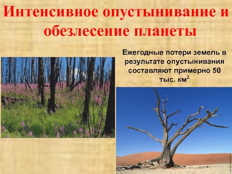 Какие действия человека приводят к опустыниванию. Вырубка лесов и опустынивани. Проблемы обезлесения и опустынивания. Причины исчезновения лесов опустынивание. Последствия вырубки лесов опустынивание.