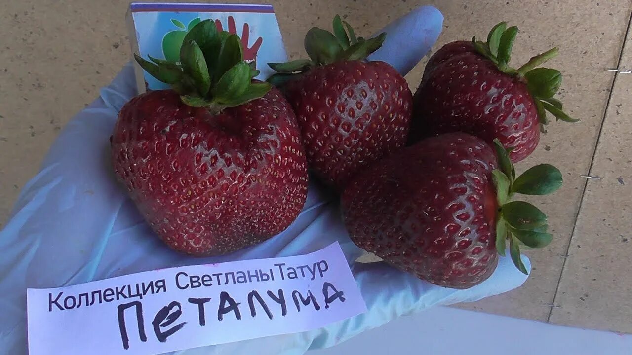 Клубника ремонтантная Искушение купить выгодно ✵ Сады-Эдема.рф - интернет магази