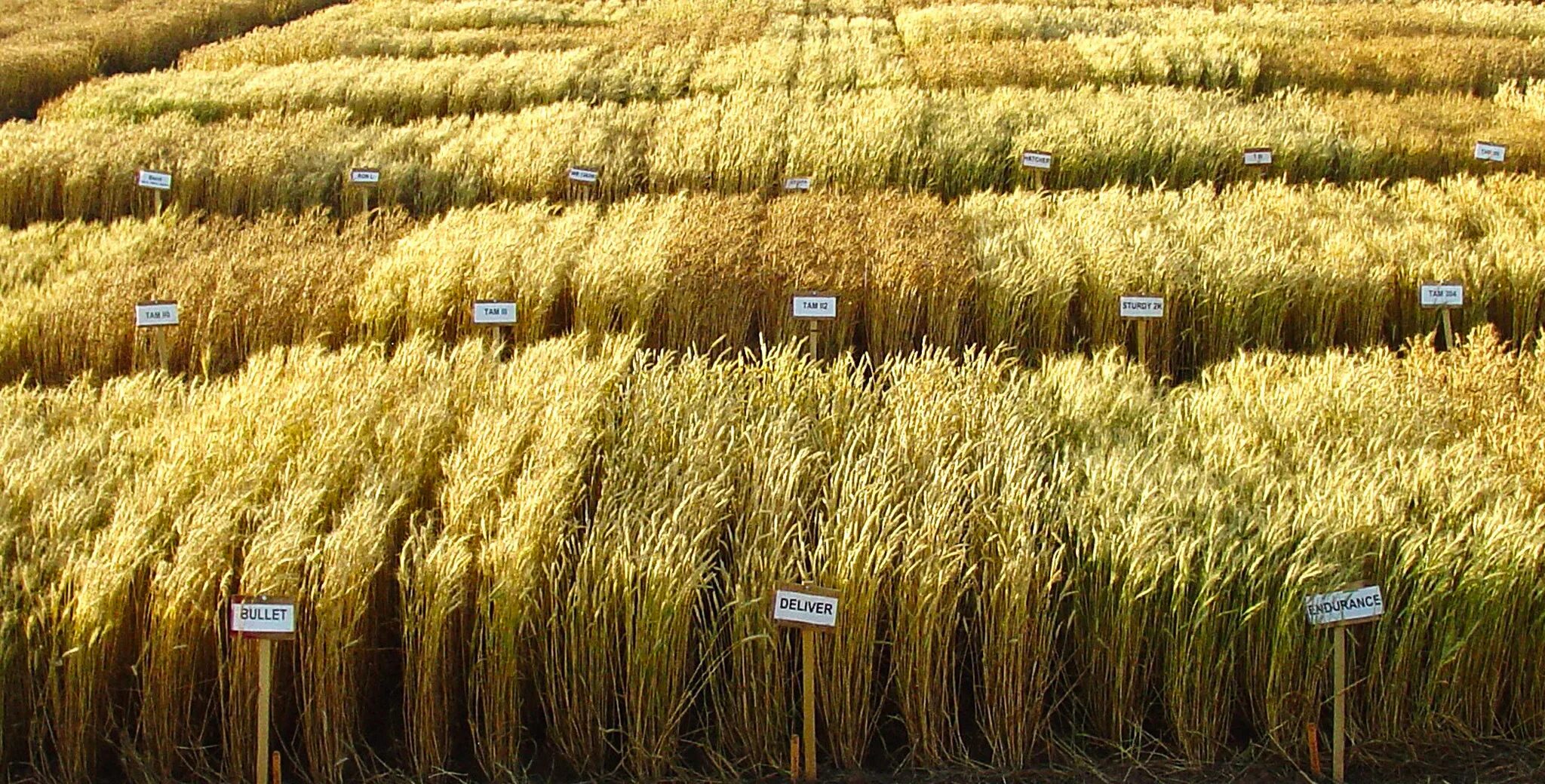 Хлопок и пшеница. ГМО пшеница. Генномодифицированная пшеница. Cotton field and Wheat. Balaton Wheat variety.