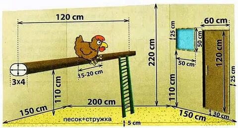 На какой высоте делать насест для кур