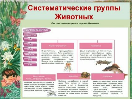 Самая большая группа животных