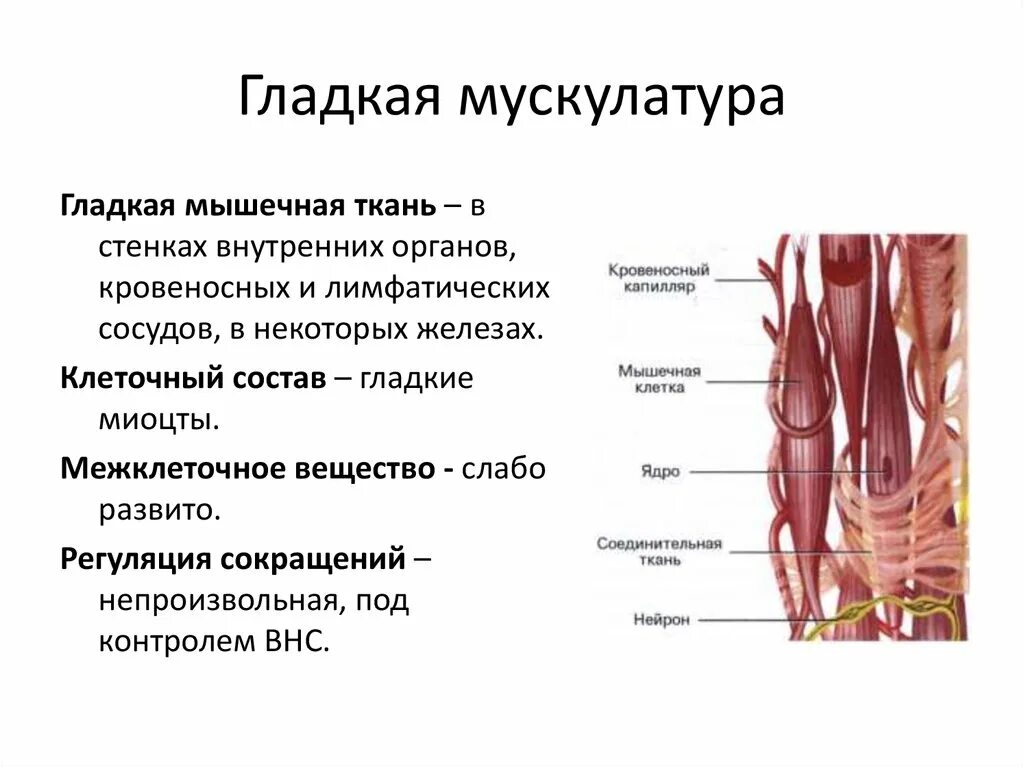 Мышечная ткань характеризуется. Функции поперечно полосатой мышечной ткани человека. Гладкая мускулатура. Гладкие мышцы. Структура гладкой мышцы.