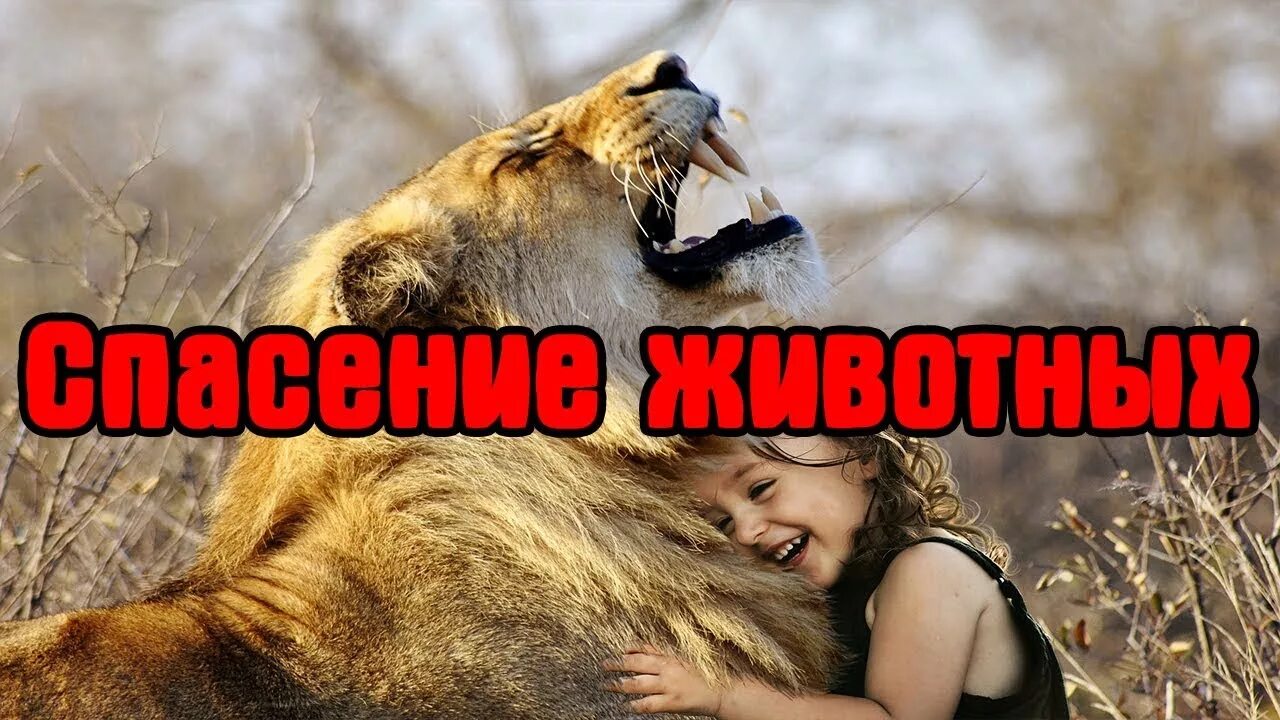 Спасение диких животных попавших. Спасение животных попавших в беду. люди спасают животных попавших в беду. спасение животного попавшего в беду.