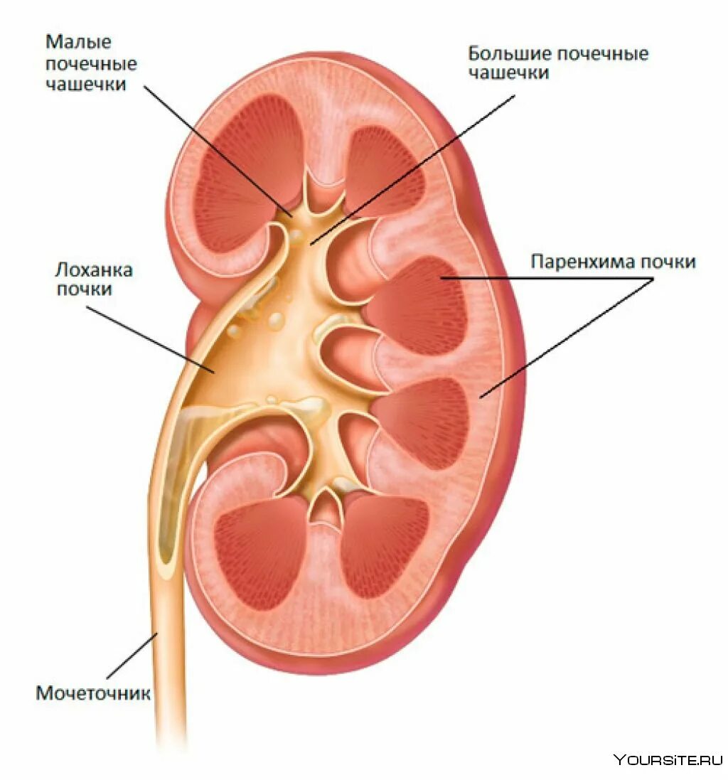 Паренхима почки что это. Строение паренхимы почки анатомия. Анатомия ЧЛС почек. Почечная чашечка почечная лоханка. Строение ЧЛС почки.