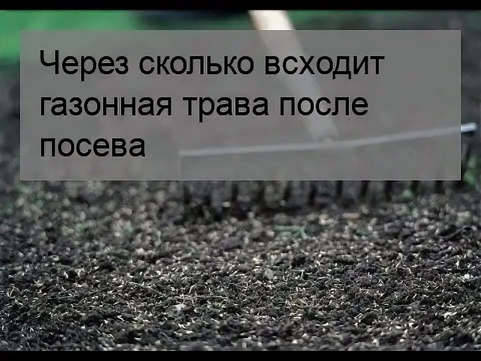 Через сколько взойдет газонная трава. Через сколько взойдет газонная трава после посева. Всходы газона после посева. Сколько всходит газонная трава после посева. Сколько всходит газон после посева.