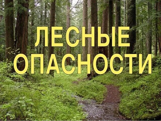 Почему лес опасен. Лесные опасности. опасности в лесу. опасности в лесу окружающий мир. проект лесные опасности.