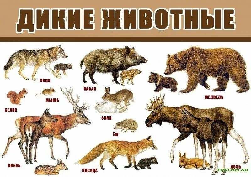 Перечень диких животных. Дикие животные для детей. плакат &quot;дикие животные&quot;. изображения диких животных для детей. лесные животные для детей.