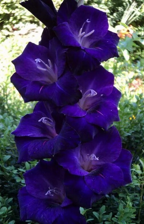 Гладиолус блю бёрд. Гладиолус голубая лагуна. Голубые гладиолусы сорта. Голубые гладиолусы сорта. Гладиолус аркас.