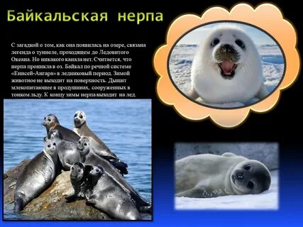 Нерпа красная книга