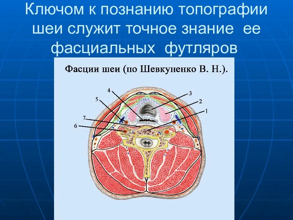 Послойная топография шеи. Топография шеи топографическая анатомия. Оперативная хирургия шеи топографическая анатомия. Топография это в анатомии