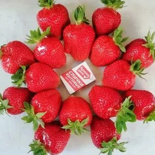Клубника сизоже отзывы