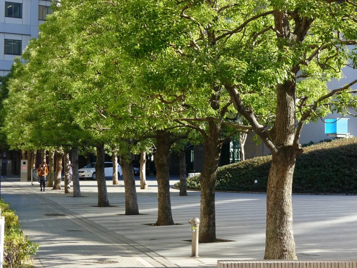 Какие деревья растут возле школы. Платан дерево в Тбилиси. Платан дерево в Стамбуле. Деревья в Женеве Платан.