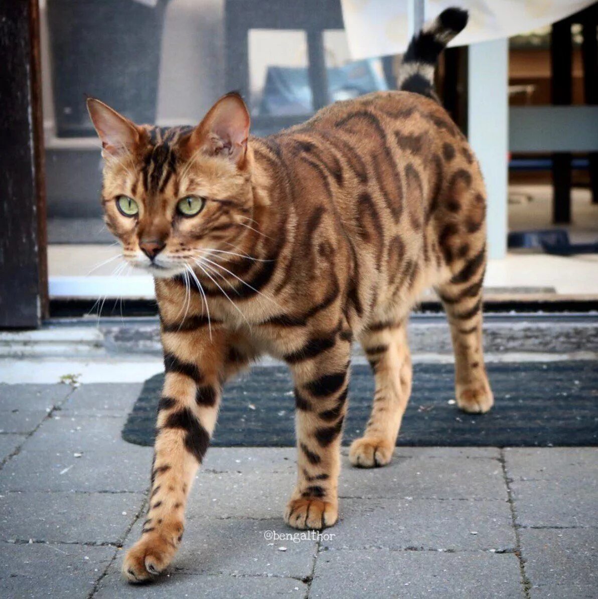 Cat Born With Incredible Tiger Stripes Is So Beautiful People Don't Believe He's