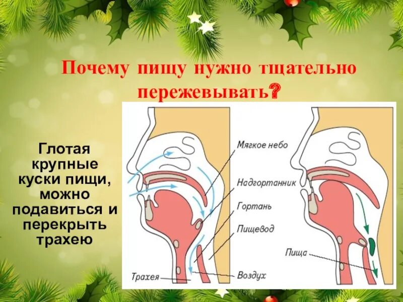 Почему пищу следует тщательно пережевывать. Почему трахея можно подавиться. Почему нужно тщательно пережевывать пищу. Почему пища не попадает в гортань. Тащетльно пережевываю пищу глотаю пищу.