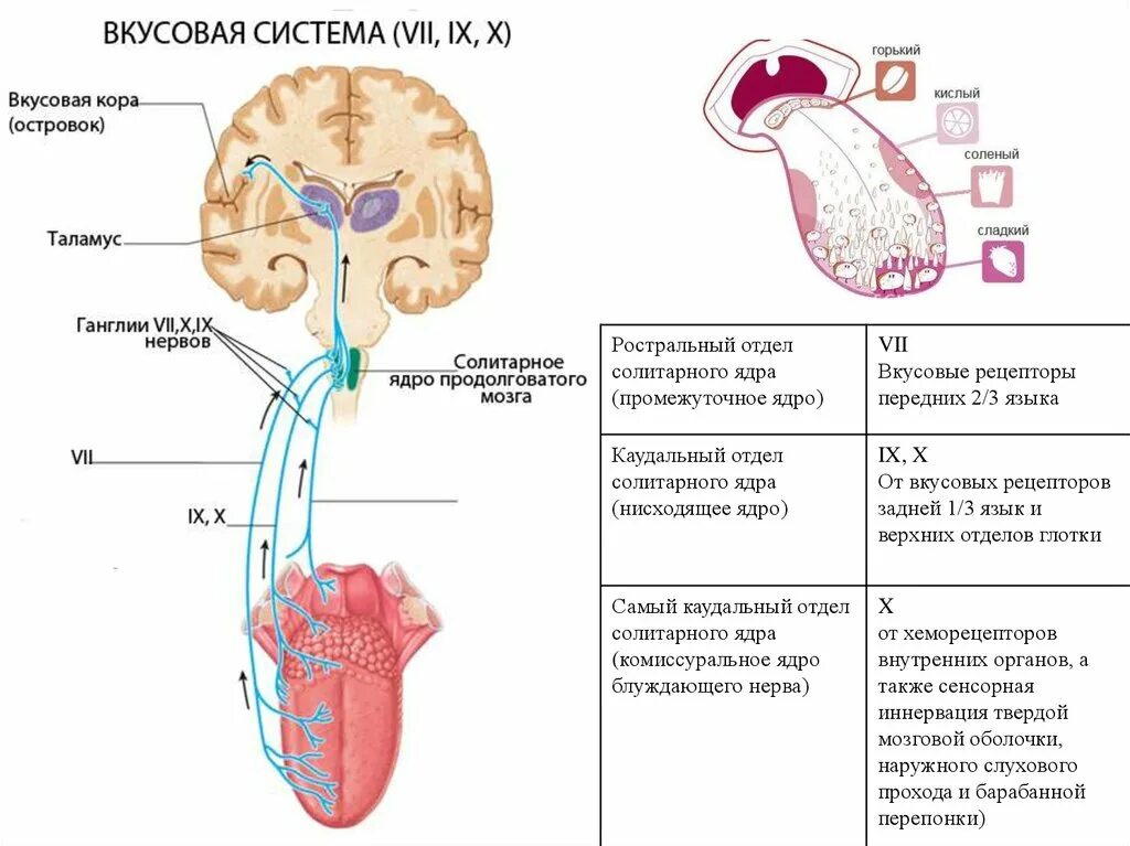 Нервные продолговатого мозга