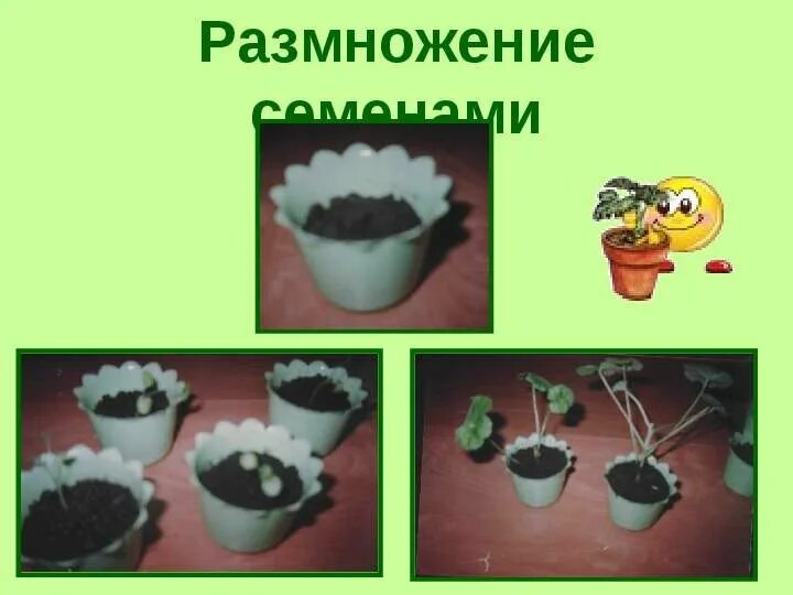 Презентация "Размножение растений"