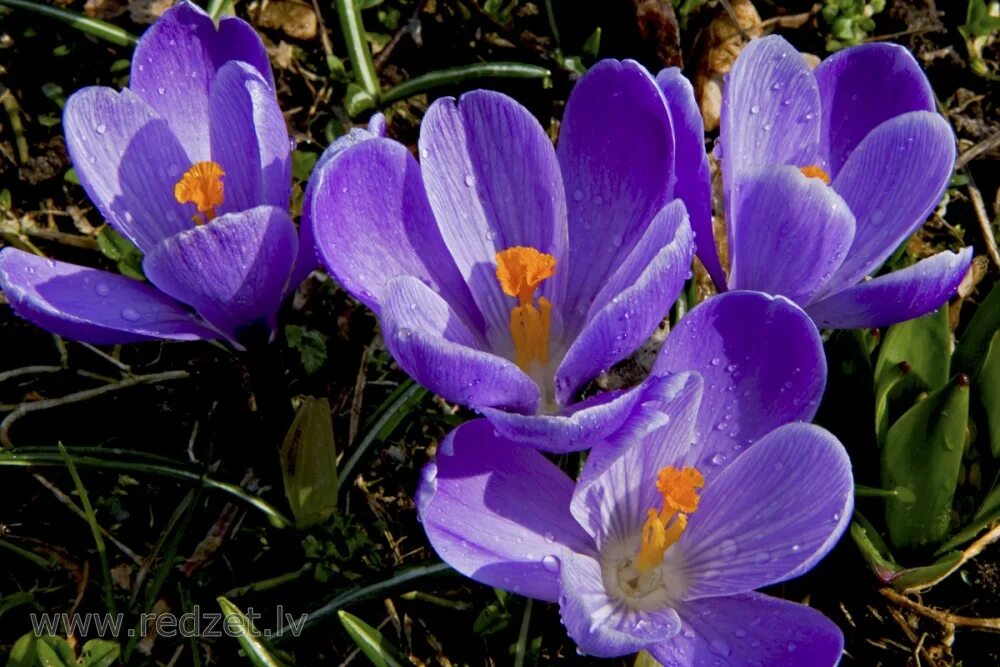 Какой сегодня крокус. Крокус цветок. Crocus baytopiorum. Crocus “Pallas”. Крокус Ефремов.