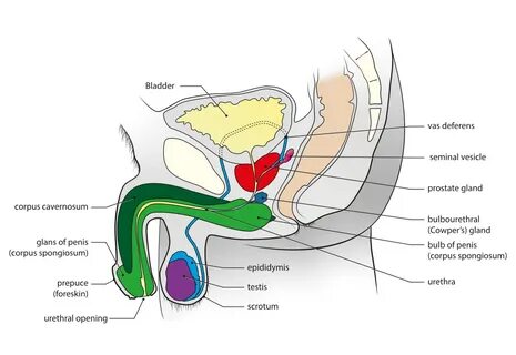 File:Male genital system - Sagittal view.svg - Simple English Wikipedia, th...